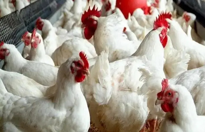 أفضل دراسة جدوى مشروع دواجن في الكويت 4 دراسة جدوى مشروع دواجن