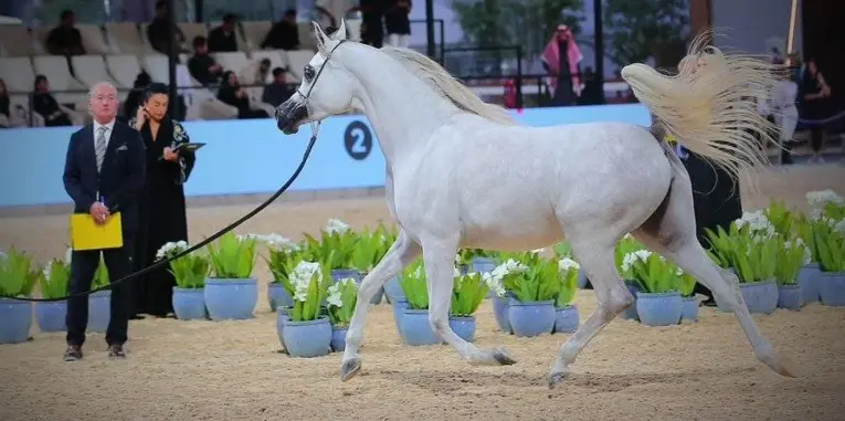 بطولة فخر العرب للخيل