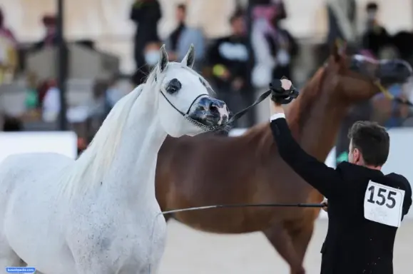بطولة فخر العرب للخيل