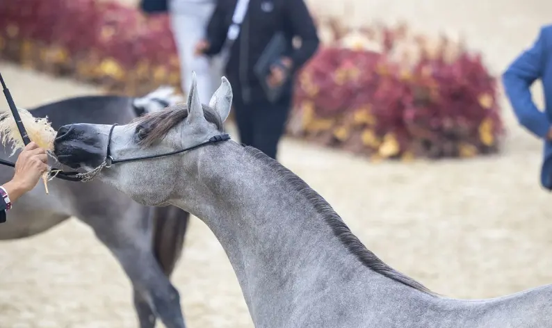 بطولة فخر العرب للخيل