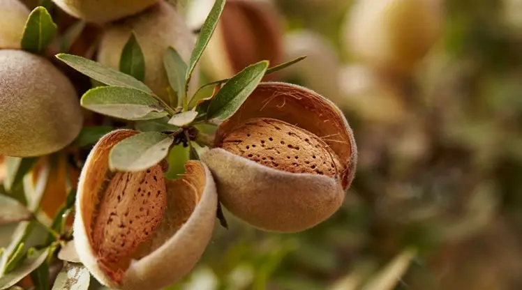 مشروع زراعة اللوز