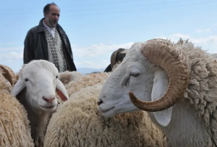 موضوع تعبير عن خروف العيد كامل العناصر 3 موضوع تعبير عن خروف العيد كامل