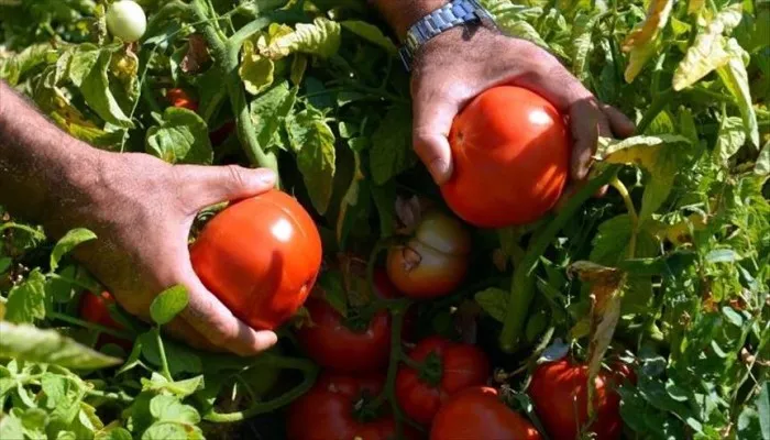 مشاريع مربحة في القرى 2025 | أكثر من 65 فكرة ناجحة للربح من الريف 2 مشاريع مربحة في القرى