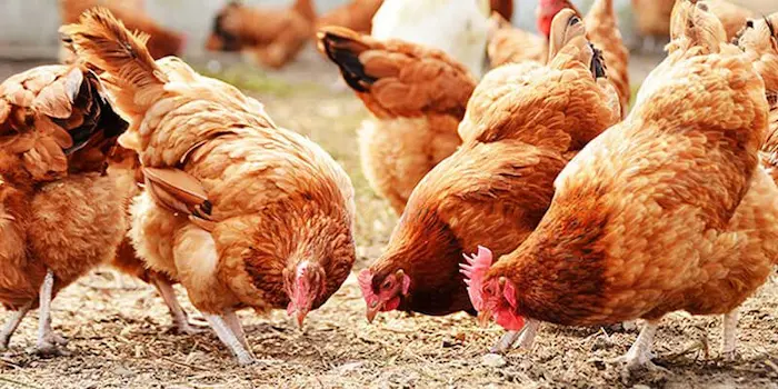 افكار مشاريع صغيرة 9 أفكار تجارية ناجحة 2 افكار مشاريع صغيرة