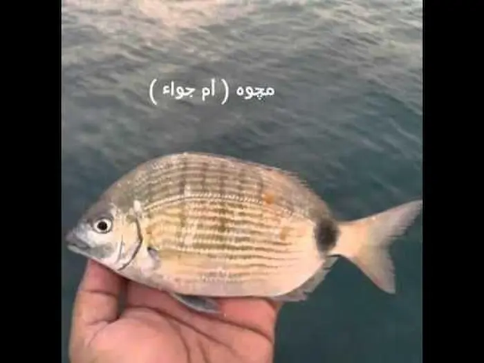 ما هي انواع السمك في بحر الكويت مع الصور 2 انواع السمك في بحر الكويت