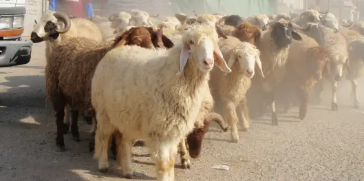 موضوع تعبير عن خروف العيد جاهز للطباعة 3 موضوع تعبير عن خروف العيد جاهز